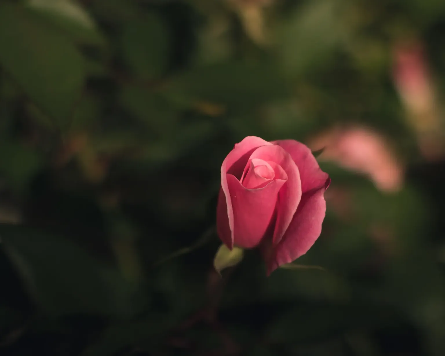 Eine rosa Rosenknospe beginnt sich vor dunkelgrünem Laub zu öffnen